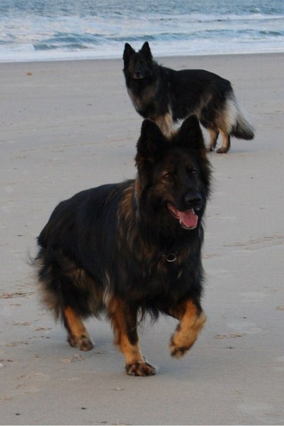 Xerus en Zaza op Vlieland (2).jpg